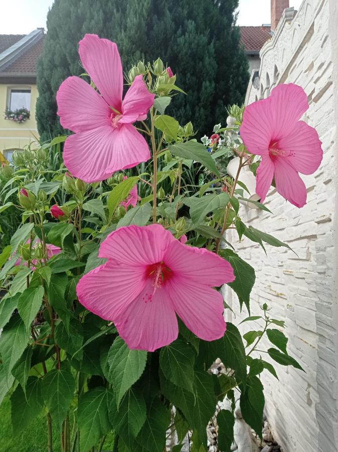 Usis_Ferienwohnung Im Harz 크베들린부르크 외부 사진